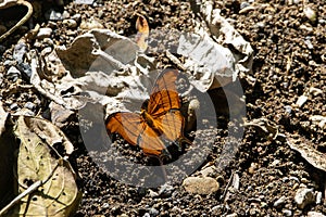 Ruddy daggerwing, Marpesia petreus, on a forest floor