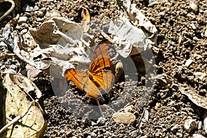 Ruddy daggerwing, Marpesia petreus, on a forest floor