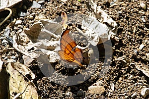 Ruddy daggerwing, Marpesia petreus, on a forest floor