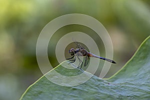 ruddy darter