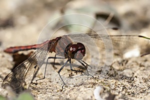Ruddy Darter