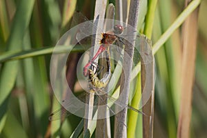 Ruddy darter dragonflies mating on a reed stem.