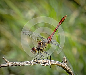 Ruddy Darter Dragonfly