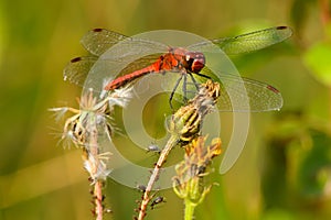 Ruddy Darter Dragonfly s mšicemi sedící na suché květině