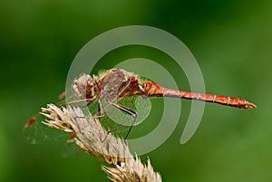 Ruddy darter dragonfly male, waiting for prey.