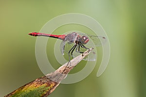 Ruddy Darter Dragonfly perched on a plant