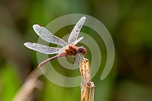 Ruddy Darter Dragonfly perched on stalk, UK