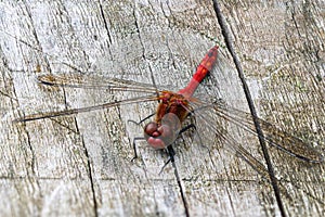 Ruddy darter dragonfly, sympetrum sanguineum, resting on wooden bench in sunglight