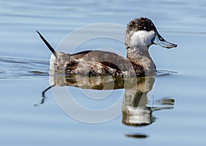 Ruddy Duck adult male swimming