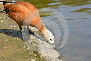 Ruddy duck drinking water