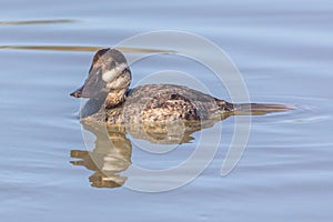 Ruddy Duck Female or Juvenile Male