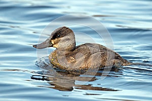 Ruddy Duck