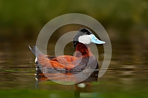 Ruddy Duck, Oxyura jamaicensis, with beautiful green and red coloured water surface. Male of brown duck with blue bill. Wildlife s photo