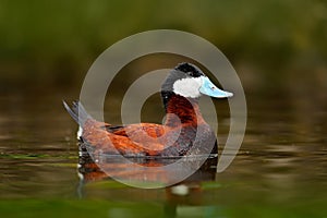 Ruddy Duck, Oxyura jamaicensis, with beautiful green and red coloured water surface. Male of brown duck with blue bill. Wildlife s