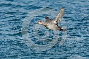 Ruddy Duck - Oxyura jamaicensis