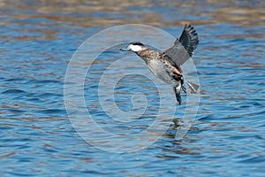 Ruddy Duck - Oxyura jamaicensis