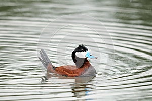 Ruddy Duck (Oxyura jamaicensis)