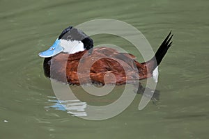 Ruddy duck Oxyura jamaicensis. photo