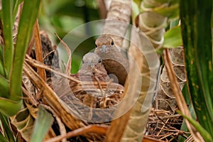 Ruddy Ground Dove