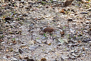 Ruddy ground dove Columbina talpacot