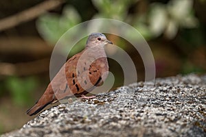 Ruddy Ground Dove - Columbina talpacoti, beautiful colored small dove