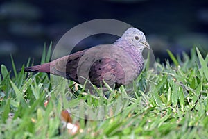 Ruddy ground dove or Columbine talpacoti