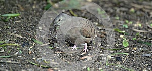 Ruddy ground dove on the dark forest floor