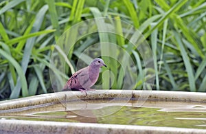 Ruddy ground dove drinking water from the fountain