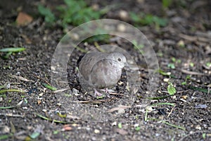 Ruddy ground dove in the forest