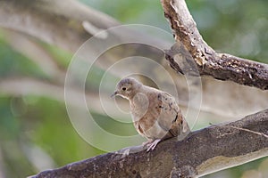 Ruddy ground dove, the lowest dove of Brazil