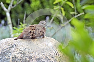 Ruddy ground dove on a rock and forest background