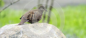 Ruddy ground dove on a rock and forest background