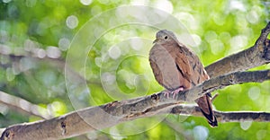 Ruddy ground dove under the shade of the leafy tree