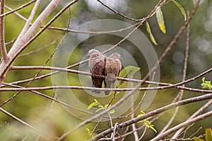 Ruddy Ground Doves