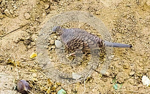 Ruddy ground doves dove birds peck for food in Mexico