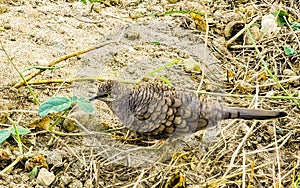 Ruddy ground doves dove birds peck for food in Mexico