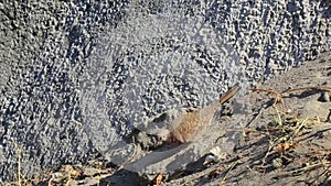 Ruddy ground doves dove birds peck for food in Mexico