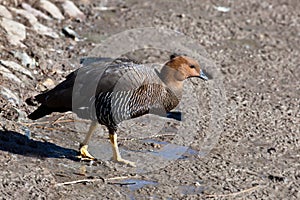 Ruddy-headed Goose, Chloephaga rubidiceps photo