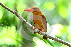 Ruddy Kingfisher