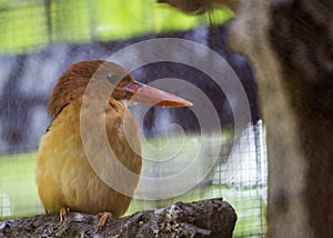 Ruddy Kingfisher Halcyon coromanda