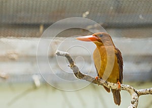 Ruddy Kingfisher Halcyon coromanda