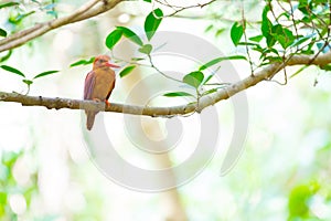 Ruddy Kingfisher-Halcyon coromanda bangsi