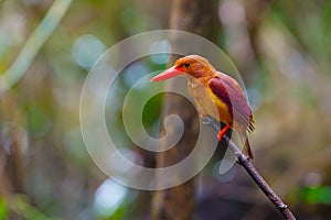 Ruddy Kingfisher-Halcyon coromanda bangsi photo