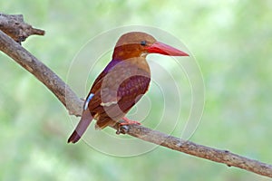 Ruddy Kingfisher Halcyon coromanda Birds of Thailand