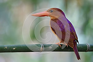 Ruddy kingfisher halcyon coromanda brown to red bird with large beaks and purple shade on its back during migÃ Â¸Å¾ation photo