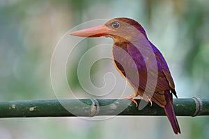 Ruddy kingfisher halcyon coromanda brown to red bird with large beaks and purple shade on its back during migà¸žation