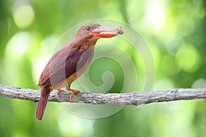 The ruddy kingfisher (Halcyon coromanda minor) in Java island, Indonesia