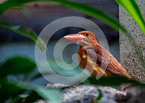 Ruddy Kingfisher (Halcyon coromanda) in Southeast Asia