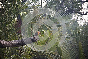 Ruddy Kingfisher in Sundarbans national park in Bangladesh