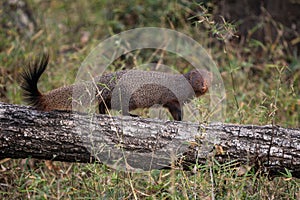 Ruddy Mongoose - Herpestes smithii - beautiful shy civets carnivore